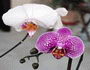 two phalaenopsis orchids