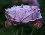 rose_bicolor