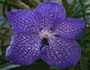 blue vanda orchid
