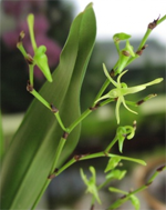 angraecum calceolus green