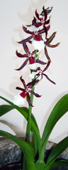 orhideje cambrija