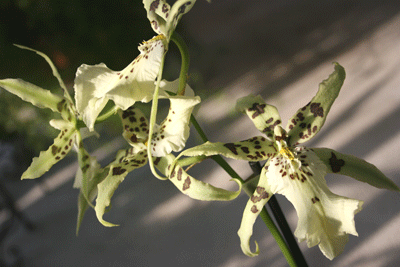 white cambria orchid