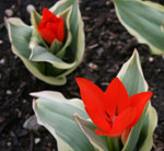 crveni mini tulipani