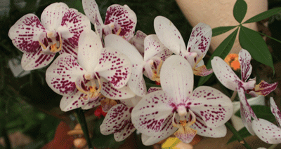grana phalaenopsisa