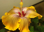 hibiscus yellow