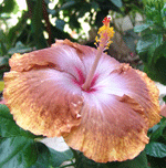 tah sophistic hibiscus