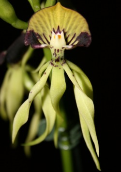 orhidejama orhideji kucnog vrtnog biljkama bilju biljka uzgajaju odrzavaju