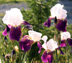 two coloured iris