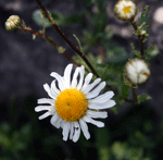 argyranthemum frutescens