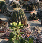 kaktusići