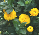 chrysanhemum