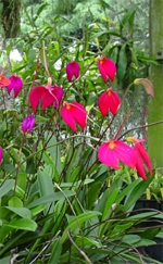 masdevalia porodica orhideja