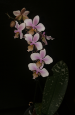 phalaneopsis orchid
