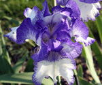 blue white iris