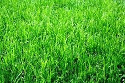travnjaci odrzavanje sijanje dohranjivanje gusto posadite