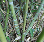stapke bambusa