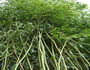 bujni bambus