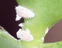 vunaste uši pseudococcus longispinus