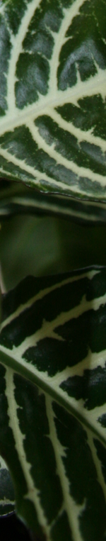aphelandra leaves