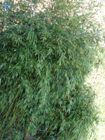 bambus (bambusa)