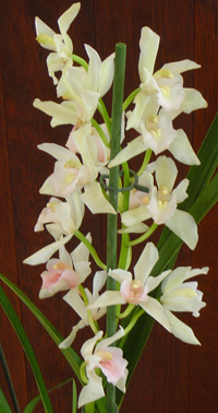 cimbidium orhideja