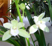 white cymbidium orchid
