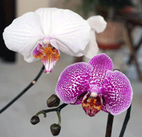 two phalaenopsis orchids
