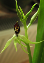 encyclia cochleata orchid