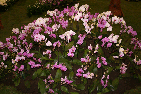 phal flora art 2007 zagreb