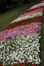 flora art, zagreb 2007