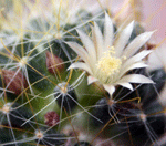 kaktusi koji cvatu