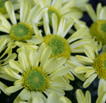 small yellow chrysanthemum