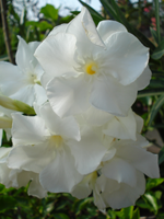 white nerium oleander from Lana