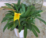 masdevallia yellow orchid
