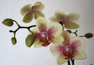 phalaenopsis from omis