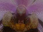 orchidaeceae phalaenopsis pinkbrown