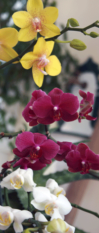 phal orchids