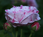 rose_bicolor