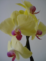 phalaenopsis from sanja