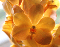 orhideje.net vanda najnovija narancasta