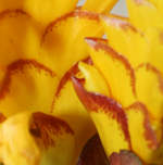 aphelandra yellow